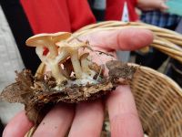 DSCN0623_DxOarticle_Clitocybe_Gibbosa