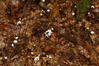 IMG_9331_DxOarticle_Marasmius_Rotula