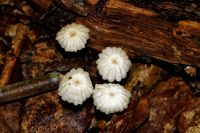 IMG_9335_DxOarticle_Marasmius_Rotula