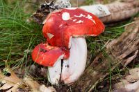 IMG_9374_DxOarticle_Russula_Lepida