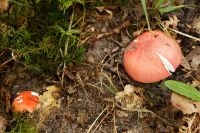 IMG_9377_DxOarticle_Russula_Lepida