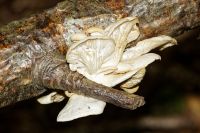 IMG_9384_DxOarticle_Pleurotus_Pulmonarius