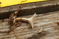 Clitocybe_phaeophtalma_IMG_9651_DxO_raw