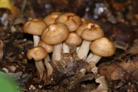 Collybia_fusipes_IMG_9486_DxO