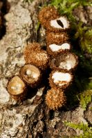 Cyathus_striatus_IMG_9554_DxO_raw