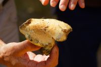 Gyroporus_cyanescens_IMG_9587_DxO_raw