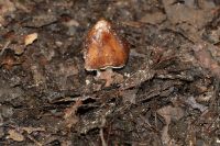 Inocybe_maculata_IMG_9570_DxO