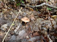 Lactarius_quietusDSCN0963