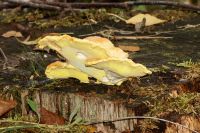 Laetiporus_sulphureus_IMG_9547_DxO_raw