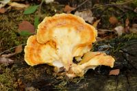 Laetiporus_sulphureus_IMG_9552_DxO_raw