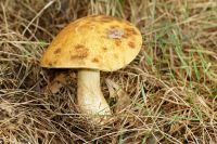 Leccinum_crocipodium_IMG_9537_DxO_raw