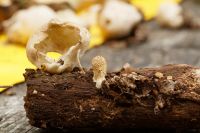 Lycoperdon_perlatum_IMG_9659_DxO_raw