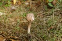 Macrolepiota_procera_IMG_9474_DxO_raw