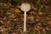 Macrolepiota_procera_IMG_9481_DxO_raw