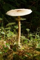 Macrolepiota_procera_IMG_9512_DxO_raw