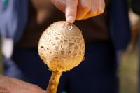 Macrolepiota_procera_IMG_9593_DxO_raw