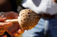 Macrolepiota_procera_IMG_9596_DxO_raw