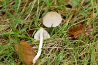 Mycena_leptocephala_IMG_9487_DxO_raw