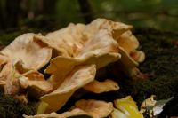 Laetiporus-sulphureus