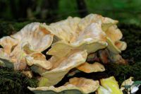 Laetiporus-sulphureus2