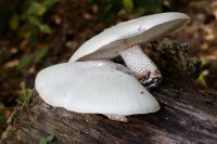 Lentinus-lepideus