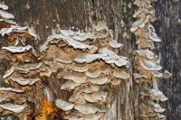 Trametes-pubescens