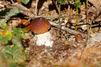 Boletus_aereus_IMG_3972_DxOweb