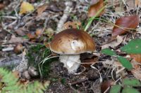 Boletus_edulis_IMG_3626_DxOweb