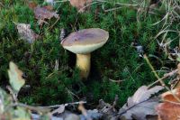 Boletus_edulis_IMG_3966_DxOweb