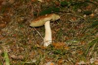 Boletus_edulis_IMG_3986_DxOweb