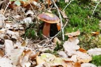 Boletus_erythropus_IMG_3632_DxOweb