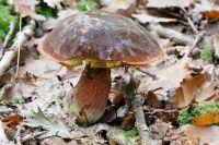 Boletus_erythropus_IMG_3702_DxOweb