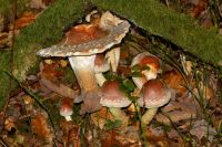 Hypholoma_sublateritium_IMG_3921_DxOweb