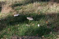 Macrolepiota_procera_IMG_3989_DxOweb