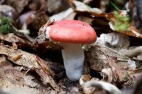 Russula_emetica_IMG_3636_DxOweb