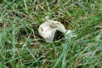 Russula_heterophylla_IMG_3710_DxOweb