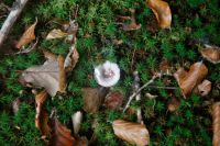 Russula_sp_IMG_3659_DxOweb