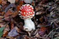 amanita_muscaria_IMG_3868_DxOweb_1