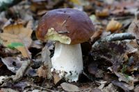 boletus_aereus_IMG_3916_DxOweb