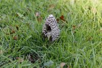 coprinus_picaceus_IMG_3988_DxOweb