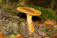 hygrophoropsis_aurantiaca_IMG_3912_DxOweb