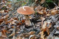 leccinum_aurantiacum_IMG_3648_DxOweb