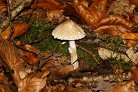 lepiota_clypeolaria_IMG_4010_DxOweb