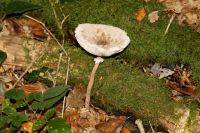 macrolepiota_procera_IMG_3662_DxOweb