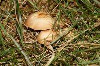 Collybia_fusipes