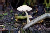 Psathyrella_candolleana