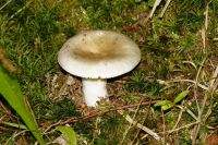 Russula_densifolia