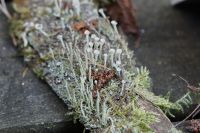 lichen