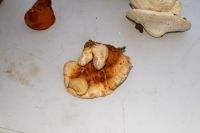 Laetiporus_sulphureus