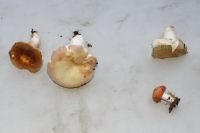 Russules